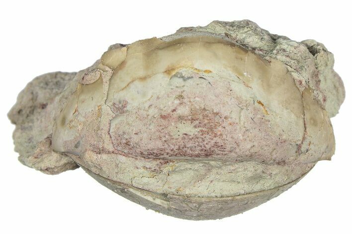 Bargain, Enrolled Illaenus Trilobite Fossil - Russia #363278